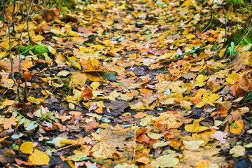 Nahaufnahme von buntem Herbstlaub