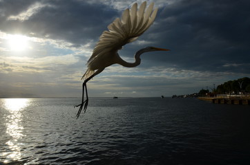 Elegância Leve