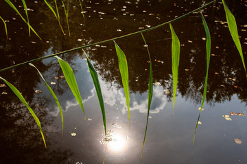 Schilfhalm über der Wasseroberfläche