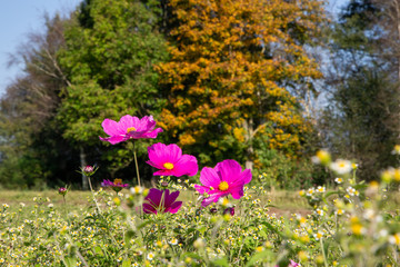 Cosmea oder Schmuckkörbchen vor Herbstbiotop