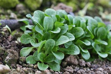 Corn Salad, Field salad, Lamb's Lettuce (Valerianella locusta) in the garden, ready to cut. Close up,