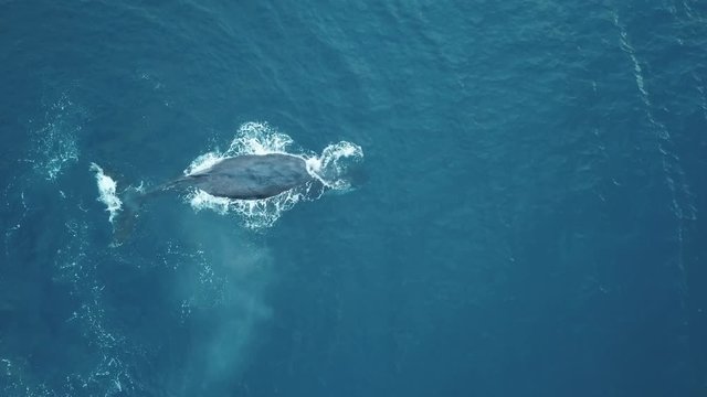Humpback whale fin splashing, second one shows up, drone view