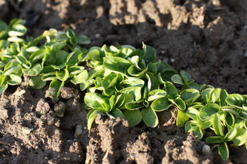 Corn Salad, Field salad, Lamb's Lettuce (Valerianella locusta) in the garden, ready to cut. Close up, Vogerlsalat, Rapunzel, foliage, natural food background