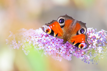 Aglais io, peacock butterfly feeding nectar from a purple butterfly-bush in garden.