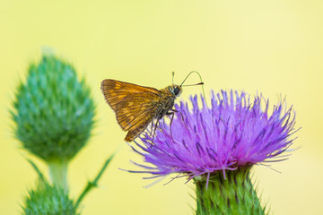 large skipper Ochlodes sylvanus butterfly feeding