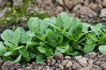 Corn Salad, Field salad, Lamb's Lettuce (Valerianella locusta) in the garden, ready to cut. Close up,