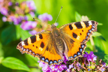 Aglais urticae small tortoiseshell butterfly top view isolated by nature