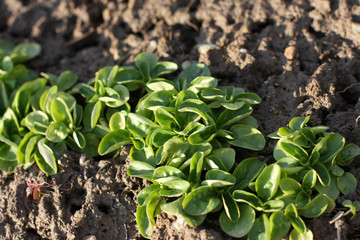 Corn Salad, Field salad, Lamb's Lettuce (Valerianella locusta) in the garden, ready to cut. Close up,