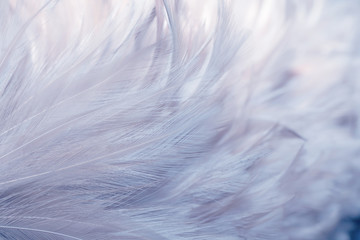 Image nature art of wings bird,Soft pastel detail of design,chicken feather texture,white fluffy twirled on transparent background wallpaper Abstract. Coral Pink color trends and  vintage.