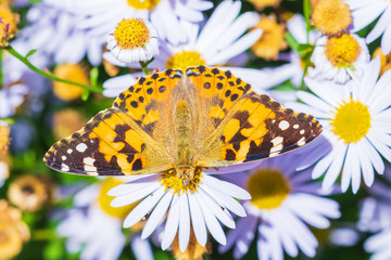 Painted Lady butterfly vanessa cardui full wingspan top view