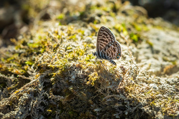 pea blue or long-tailed blue butterfly, Lampides boeticus, resting