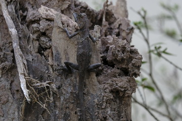 Kingka camouflage in harmony with the bark
