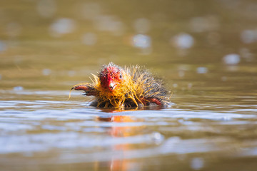 Coot chick Fulica atra swimming closeup