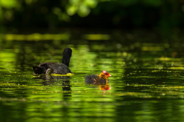 Juvenile Eurasian coot, Fulica atra, chick