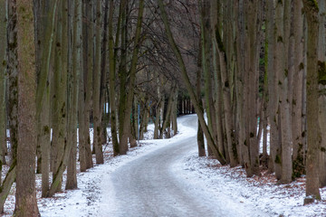 snow-covered road in a forest glade in January
