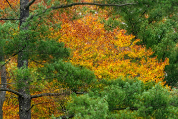 Colorful Maple tree in Autumn