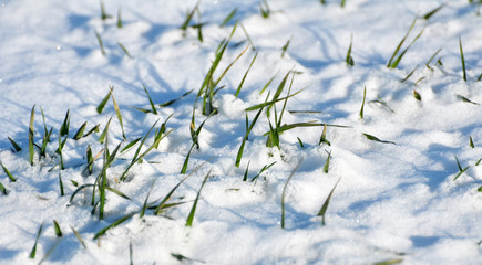 Winter wheat sprouts under the snow.