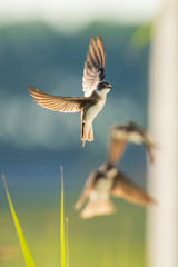 Sand martin, bank swallow Riparia riparia in flight nesting