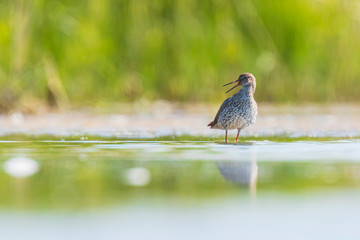 common redshank tringa totanus wading bird