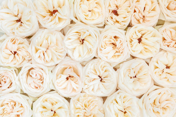 Beautiful white  roses flowers .