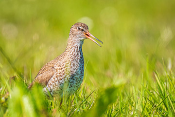 common redshank (tringa totanus) in farmland