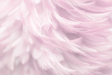 Image nature art of wings bird,Soft pastel detail of design,chicken feather texture,white fluffy twirled on transparent background wallpaper Abstract. Coral Pink color trends and  vintage.