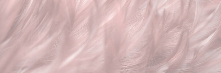 Obraz premium Image nature art of wings bird,Soft pastel detail of design,chicken feather texture,white fluffy twirled on transparent background wallpaper Abstract. Coral Pink color trends and vintage.