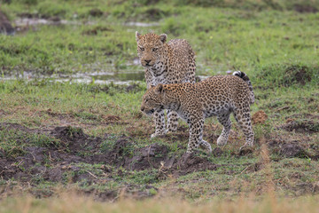  Leopard mating couple Moremi, Botswana
