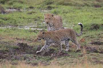  Leopard mating couple Moremi, Botswana