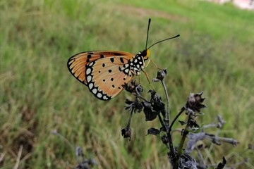 butterfly on flower