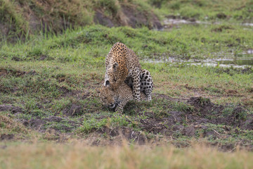  Leopard mating couple Moremi, Botswana