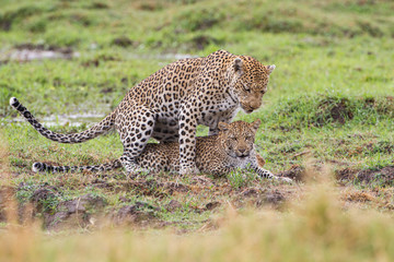  Leopard mating couple Moremi, Botswana