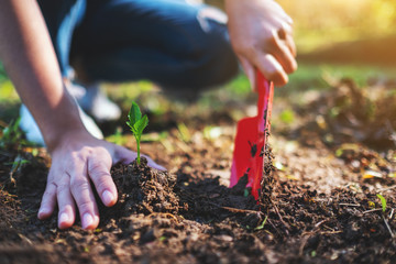 Closeup image of a woman using shovel to plant a small tree in the garden
