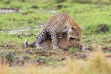  Leopard mating couple Moremi, Botswana
