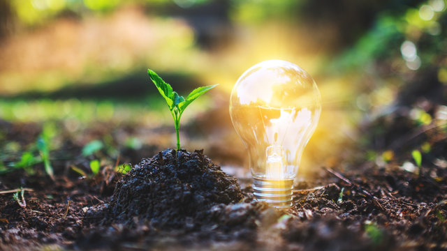 Closeup image of a small tree and a light bulb glowing on pile of soil