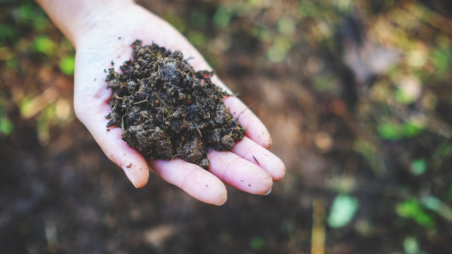 Closeup image of a woman holding and showing arable soil in hand