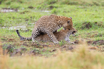  Leopard mating couple Moremi, Botswana