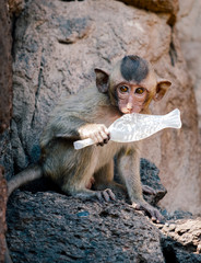 Young monkey sit on temple bitting plastic