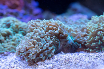 Naklejka na ściany i meble Close up of Green Hammer Coral (Euphyllia ancora)