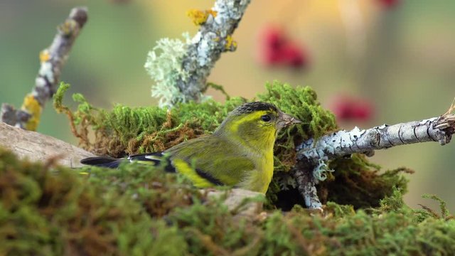 Eurasian Siskin feeds with sunflower seeds - Carduelis spinus - 4K video