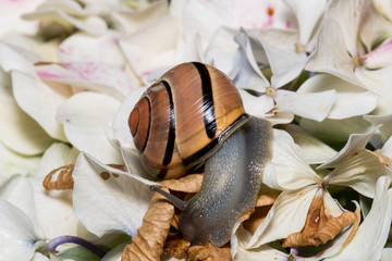 Brown snail on hydrangeas macro