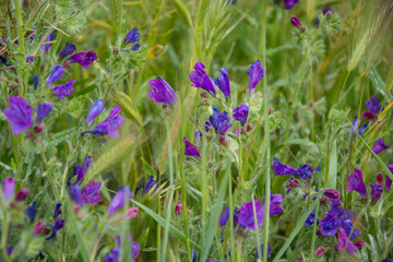 Naklejka premium purple flower plant in the field.