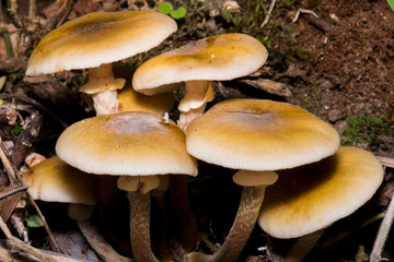 Macro photo of some mushrooms inside a forest