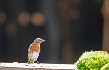 Little Bluebird sits on a deck watching other birds.