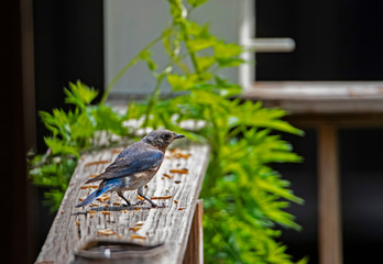 Male Bluebird perched on a deck looking for food.