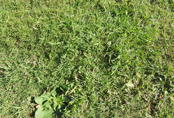 background trimmed green lawn close up