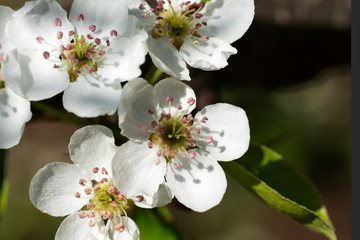 Naklejka na ściany i meble Inflorescence of white plum flowers. Macro mode. Selective focus.
