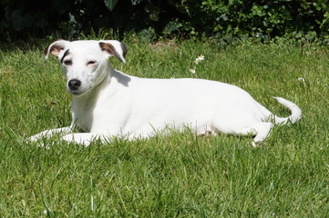 Chiens relax dans prairie jack russel