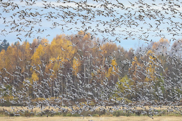 goose flock during autumn migration
