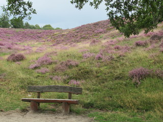 bench in the park